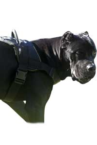 Buying of Cane Corso. How to buy?