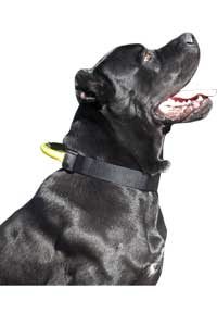 Aricles about your Cane Corso. Part 1