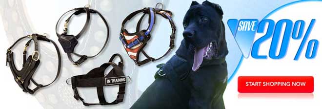 Buy Today High Quality Exclusive Cane Corso Harness
