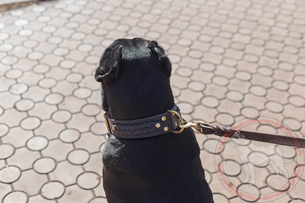 Braided Cane Corso collar with durable brass hardware