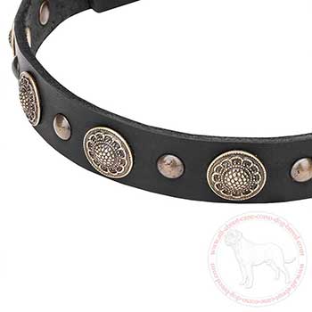 Brass conchos and studs of leather Cane Corso collar