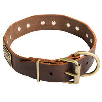 Brass fittings of Cane Corso collar for walking
