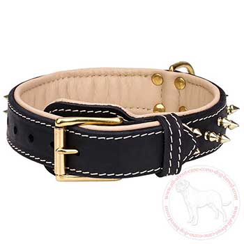 Buckle designer dog collar for Cane Corso