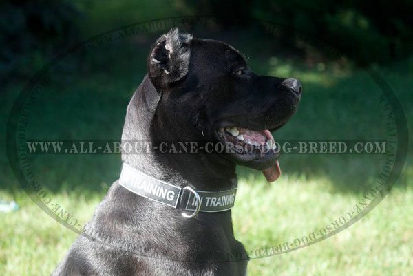 High Quality Nylon Canine Collar for Cane Corsos