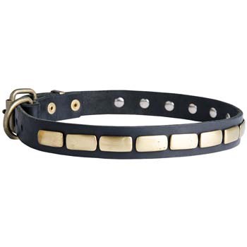 Cane Corso collar for walking in style