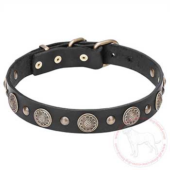 Leather Cane Corso collar with brass conchos and studs