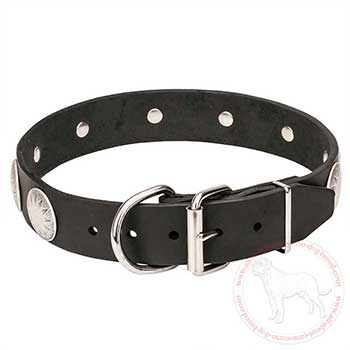 Leather Cane Corso collar with classical buckle