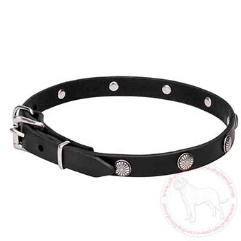 Cane Corso collar with rust resistant hardware