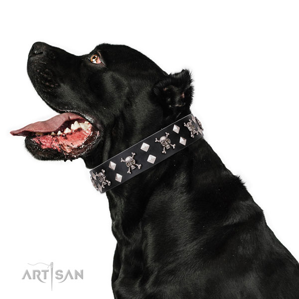 Cane Corso embellished natural genuine leather dog collar for easy wearing