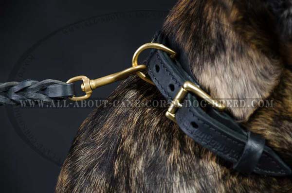 Cane Corso leather dog collar braided with brass fittings