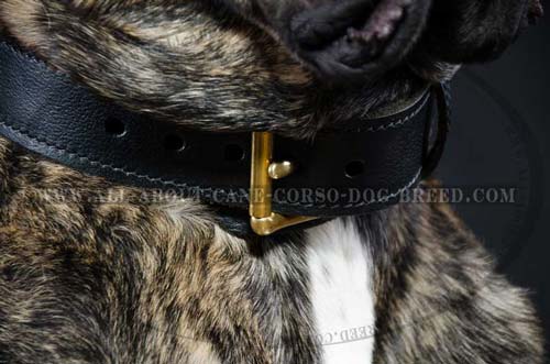 Cane Corso leather dog collar with solid strong buckle