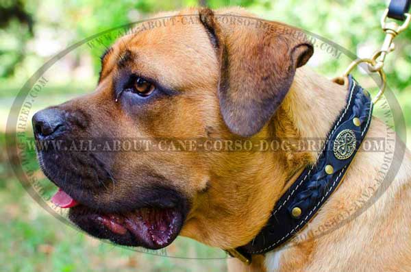 Padded Leather Collar for Cane Corso Walking