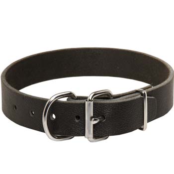 Cane Corso leather collar with silver like fittings