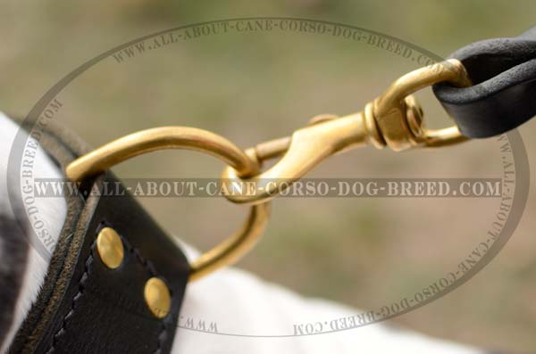 Strong Dog Leather Collar for Tall Dogs