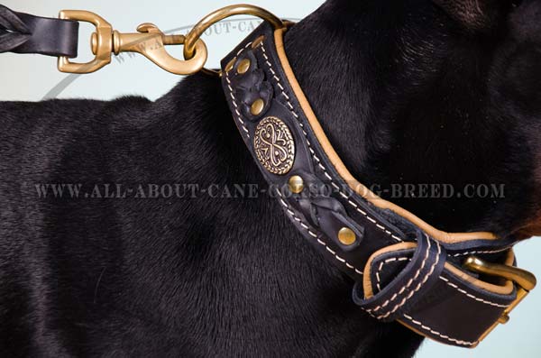 Large breed leather dog collar with splendid adornment