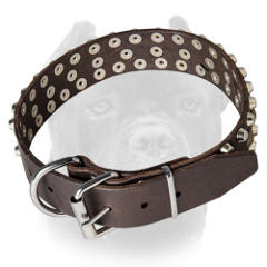 Leather Cane Corso collar with nickel plated fittings