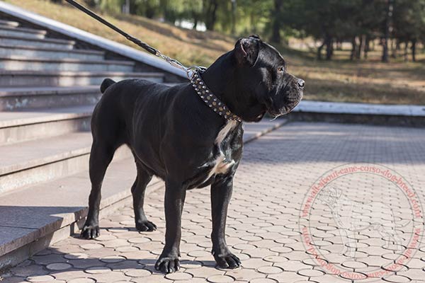 Extra ordinary adorned leather dog collar for Cane Corso