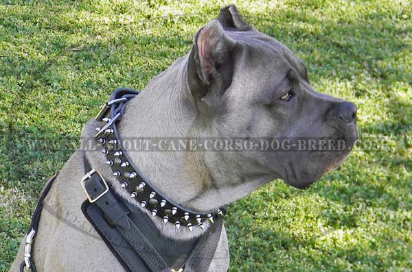 Cane Corso leather dog muzzle basket like design