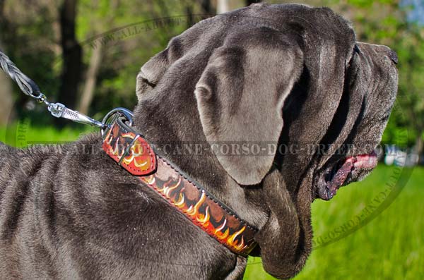 Handmade dog collar for Mastino with durable fittings
