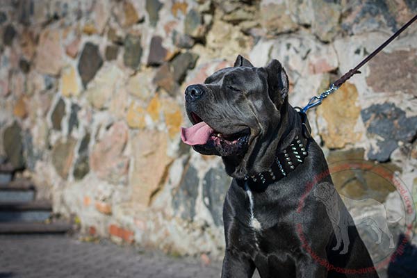 Leather Cane Corso collar with nickel plated spikes and studs
