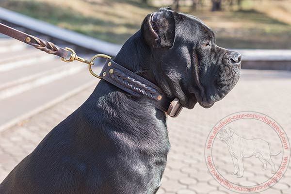 Stylish braided leather Cane Corso collar