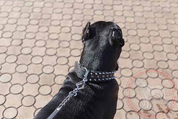 Leather Cane Corso collar with nickel covered buckle and D-ring