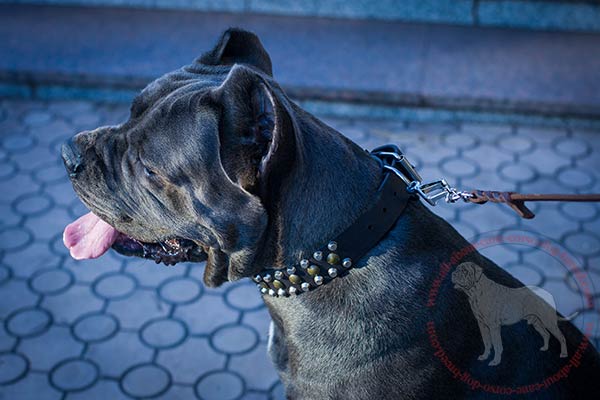Leather Cane Corso collar with pyramids and studs