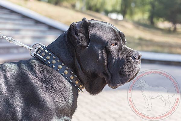 Leather Cane Corso collar with spikes and studs