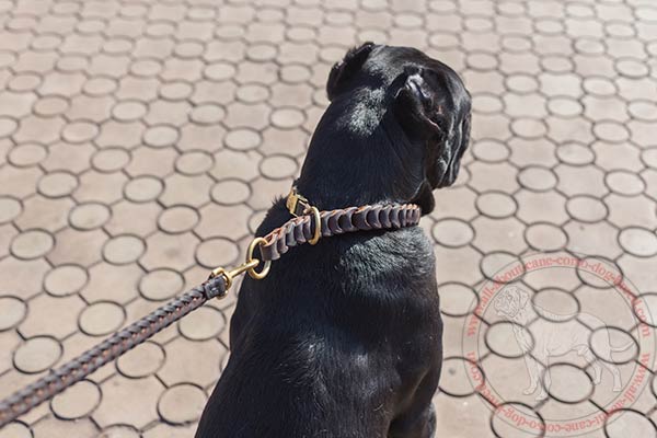 Leather choke collar for Cane Corso with brass hardware
