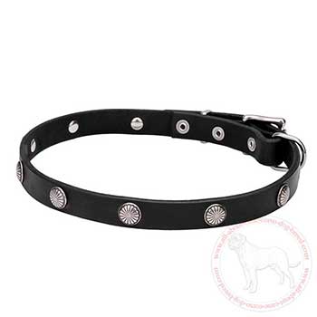 Leather dog collar for Cane Corso with chrome plated studs