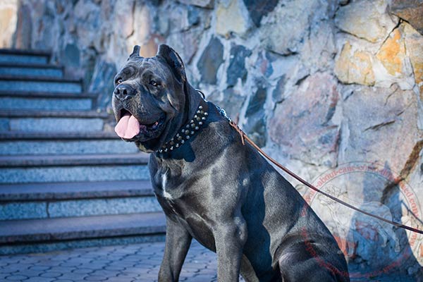 Walking decorated leather dog collar for Cane Corso