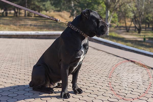 Designer leather dog collar for Cane Corso