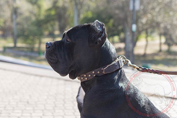 Leather dog collar for Cane Corso with 3 rows of pyramids