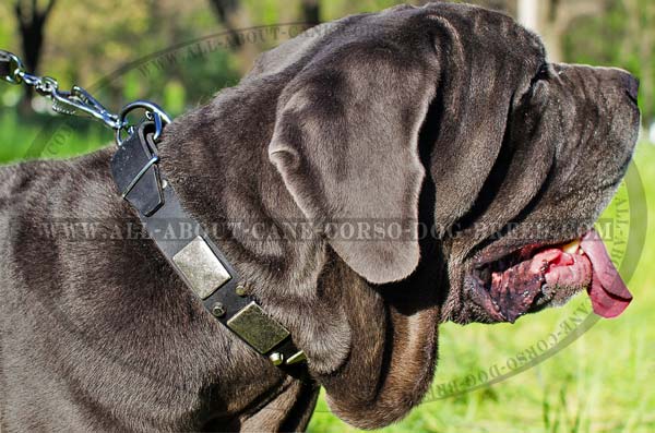 Fashion Leather Dog Collar for Mastino Napoletanos