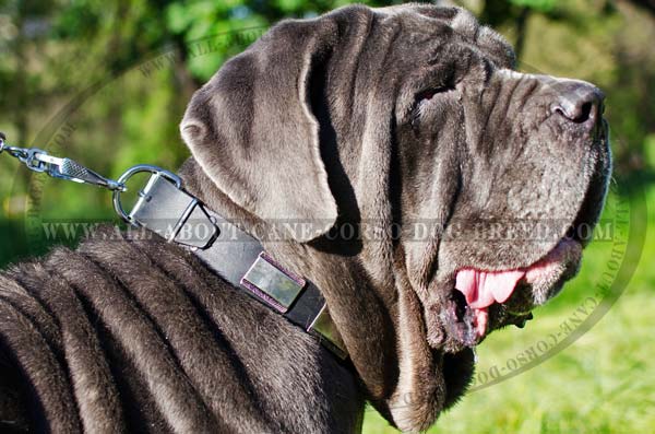 Custom Made Leather Canine Collar for Mastino Napoletano  Breed