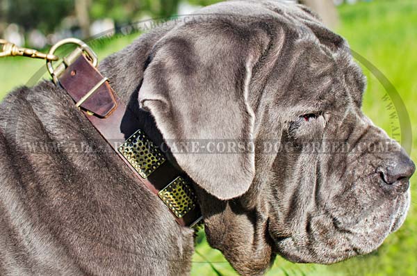 Designer Leather Canine Collar for Mastino Napoletano  Breed with Plates