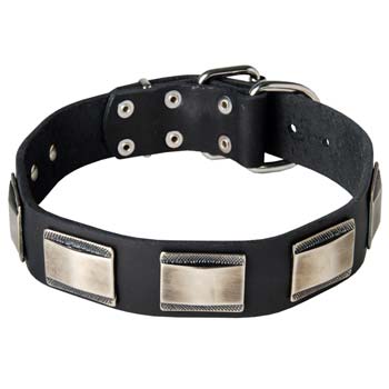 Newest leather dog collar for Mastino Napoletano breed
