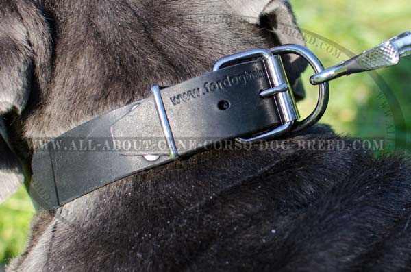 Custom Leather Dog Collar for Mastino Napoletano's  Training, Walking