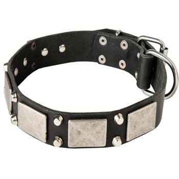 Exclusive leather dog collar for Mastino Napoletanos'  walks