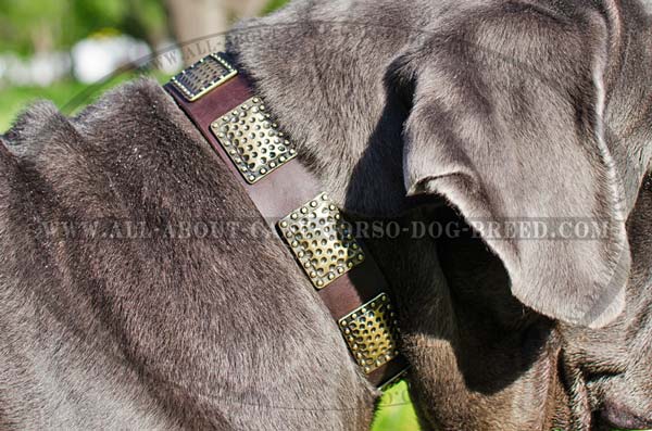 Highly-sought Leather Mastino Napoletanos Collar for  Dress-Conscious Dogs 