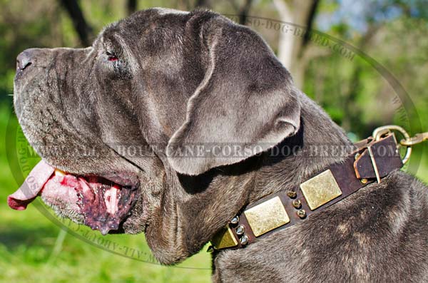 Mastino Napoletano spiked leather dog collar