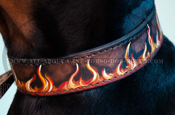 Painted collar on Cane Corso dog
