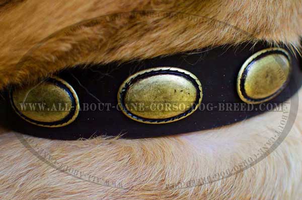Dog leather collar featuring great decoration