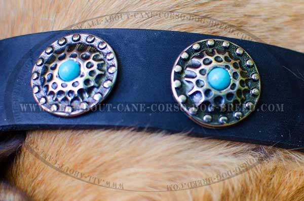 Conchos as decoration of buckle dog collar