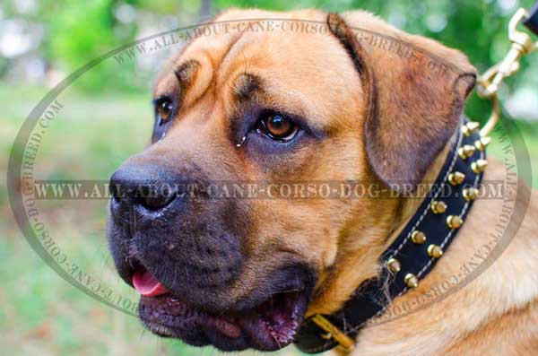 Cane Corso collar leather lined with Nappa leather