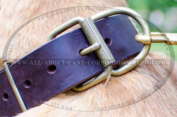 Extra durable D-ring for leash fastening