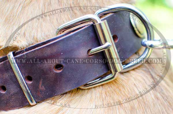 Nickel-plated buckle and D-ring for leash