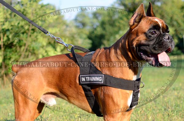 Lightweight Dog Harness for Boxers