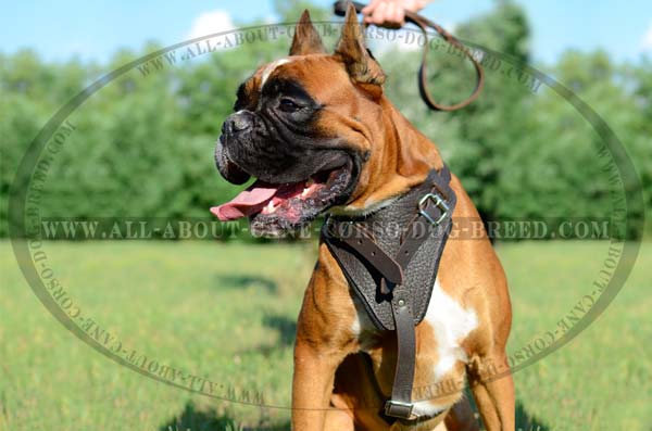 Custom Made Leather Dog Harness for Boxers