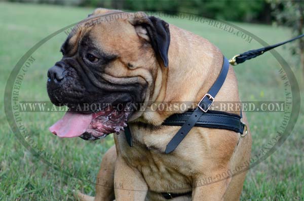 Exclusive Leather Canine Harness for Bullmastiff